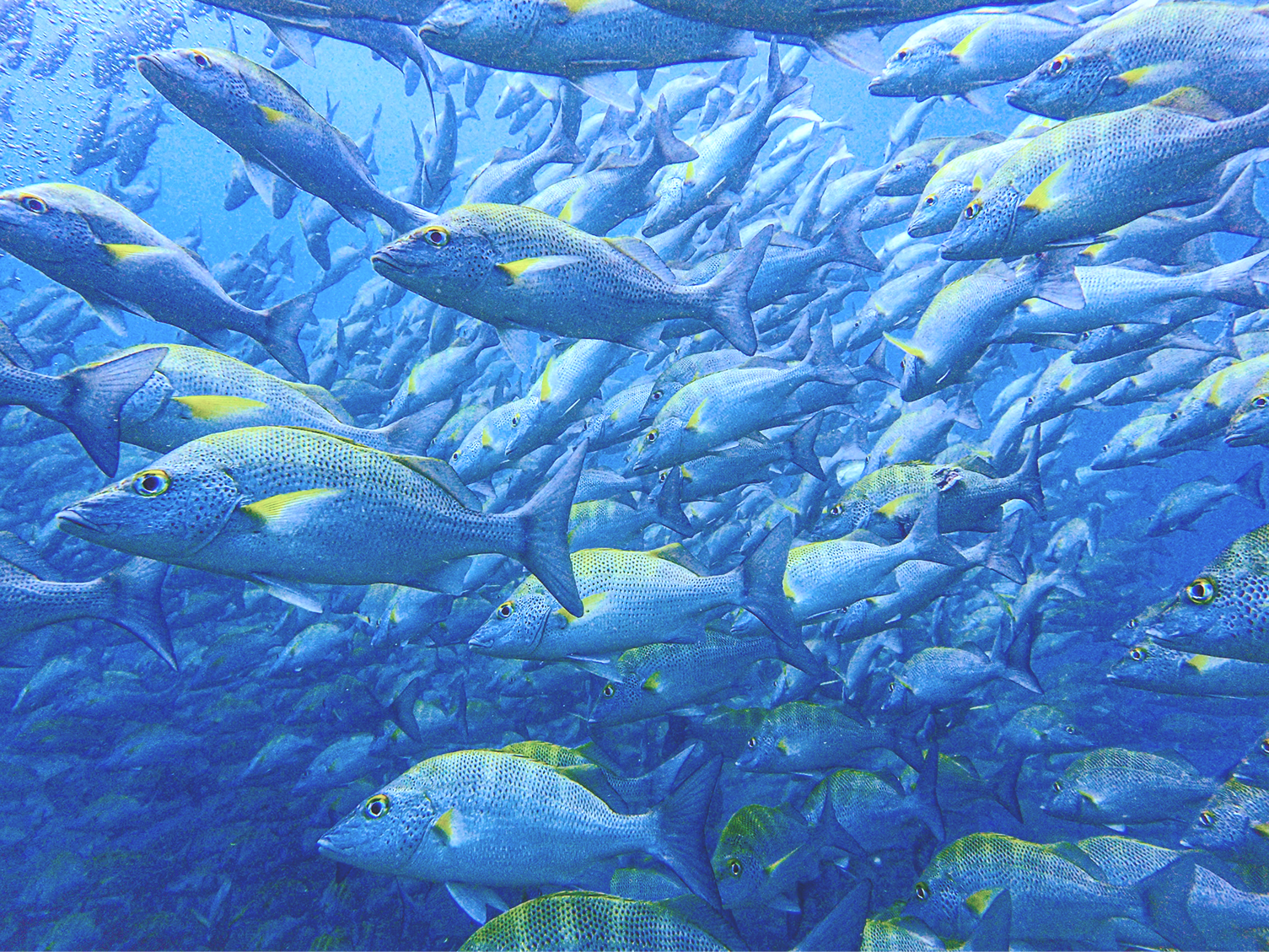 Vital Oceans
